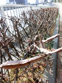 CIMG4477 (480x640).jpg