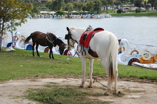 DSC_0253.JPG